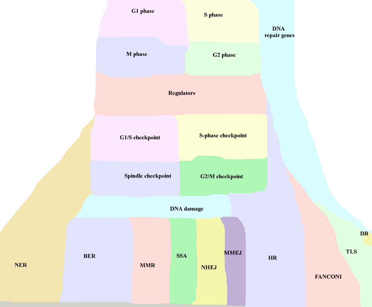 Cellcycle