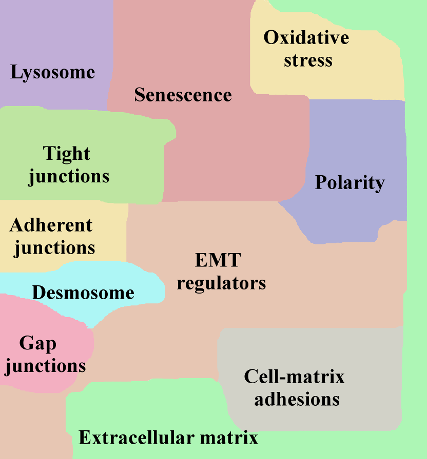 EMT